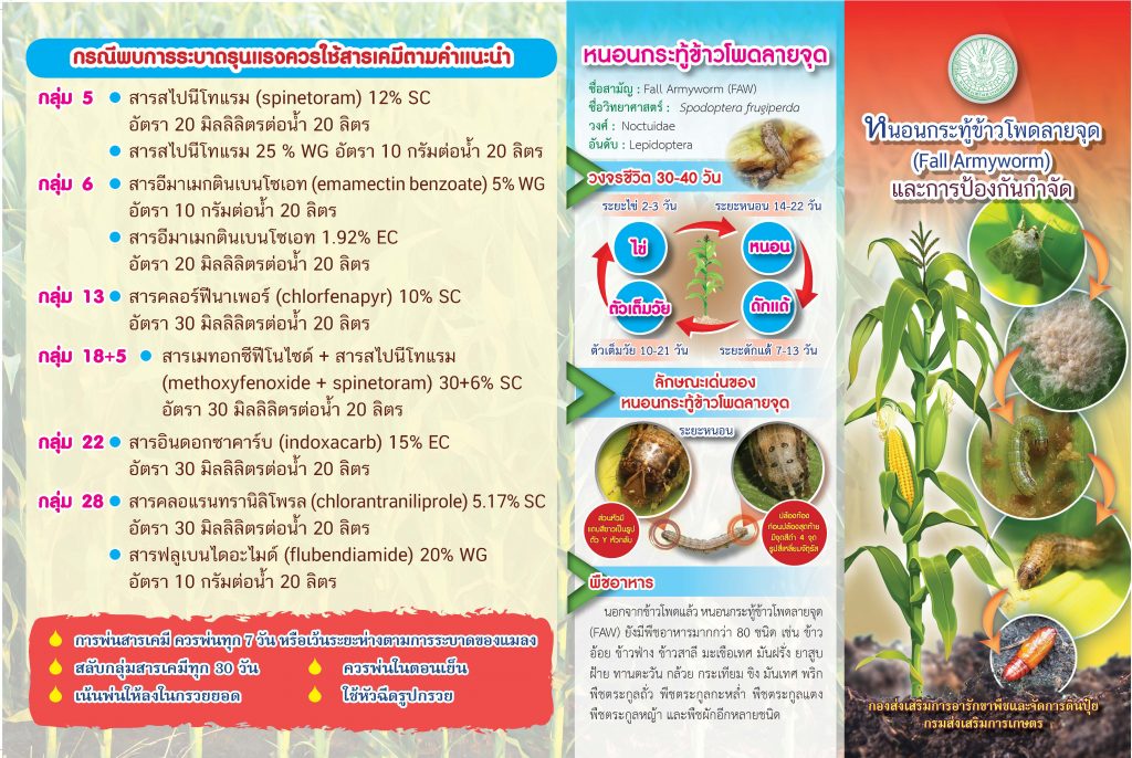 หนอนกระทู้ข้าวโพดลายจุดและการป้องกันกำจัด