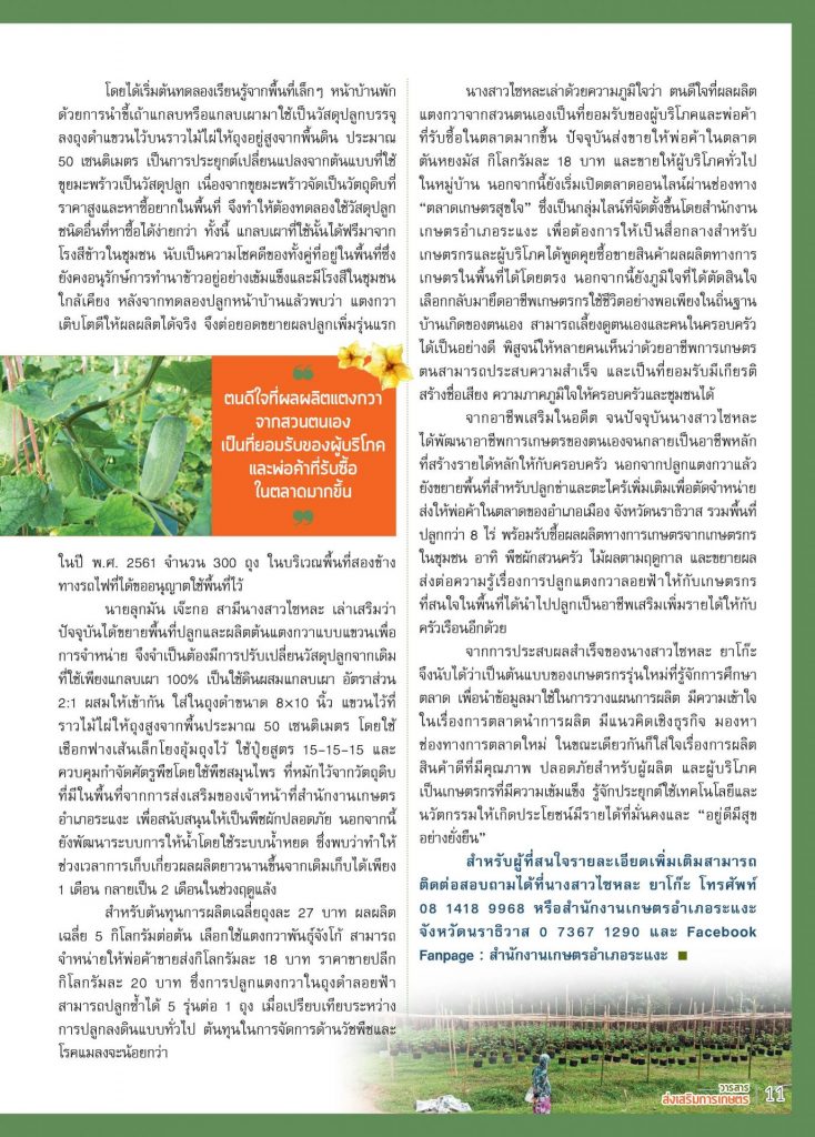 ปลูกแตงกวาลอยฟ้าไร้ดินลดปัญหาเชื้อรา