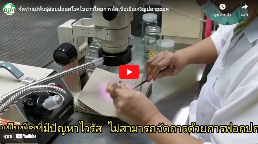 แม่พันธุ์อ้อยปลอดโรคใบขาว แม่พันธุ์อ้อยปลอดโรคใบขาว