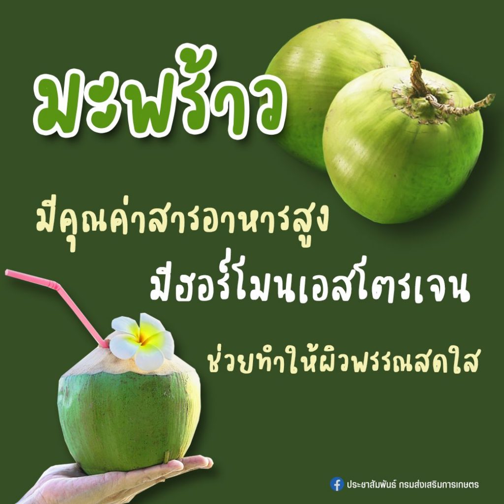 29. มะพร้าว