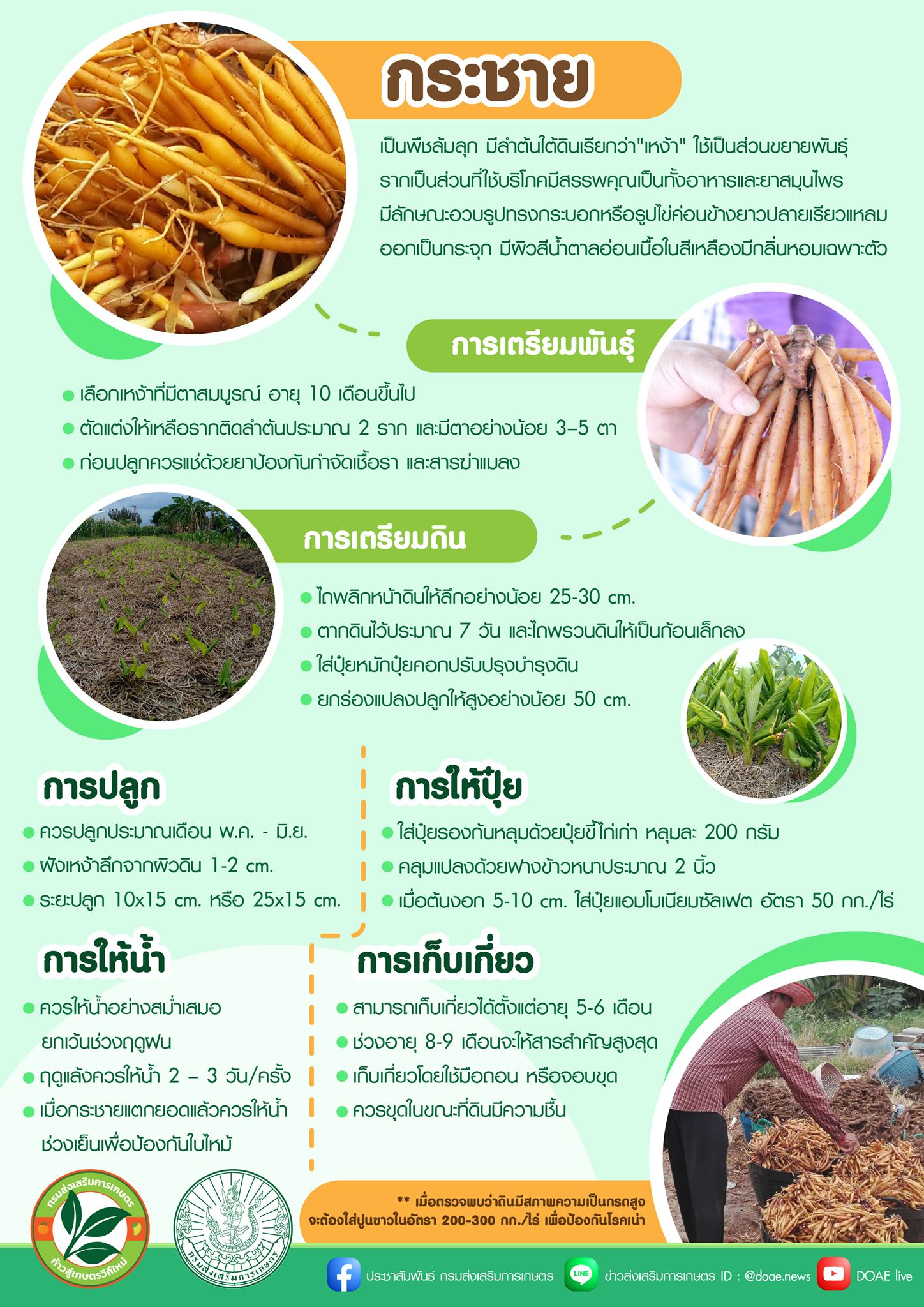 29. กระชาย