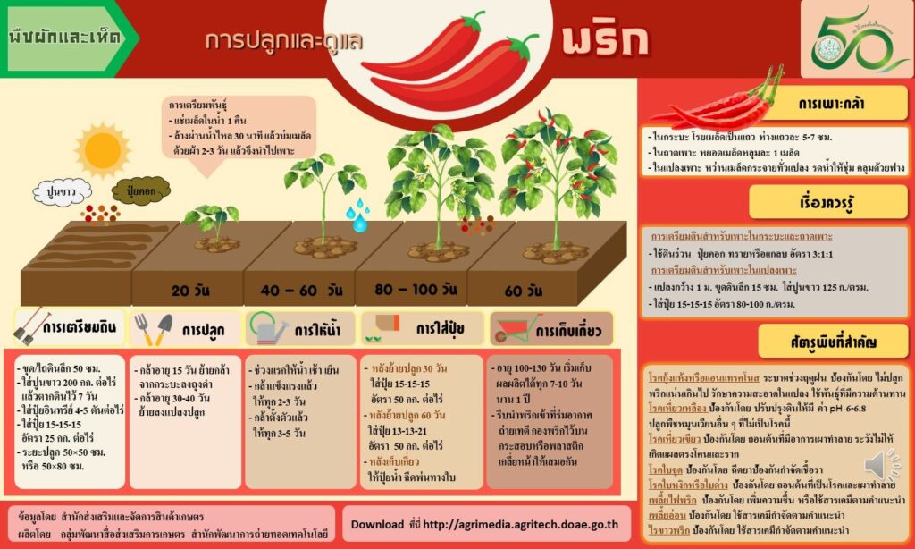 32. การปลูกและดูแลพริก 32. การปลูกและดูแลพริก
