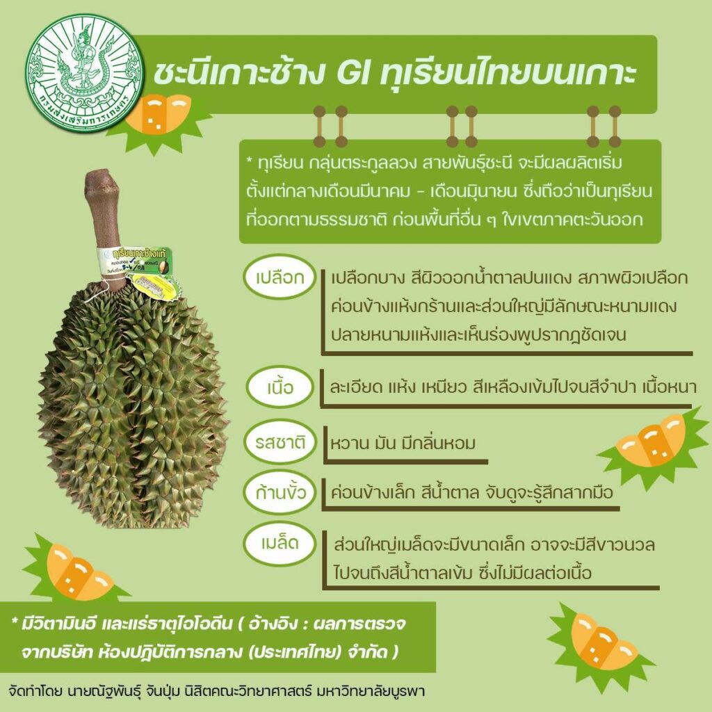 55. ทุเรียนเกาะช้าง