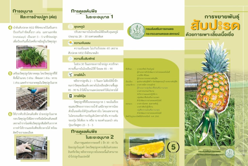 ขยายพันธุ์สับปะรด