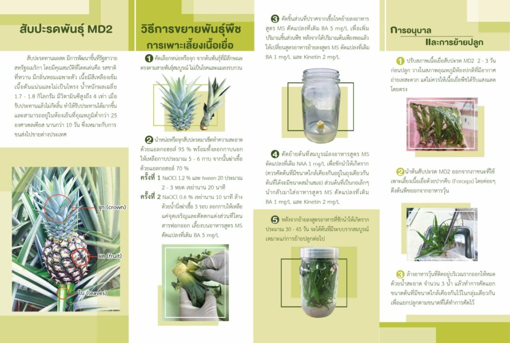 ขยายพันธุ์สับปะรด
