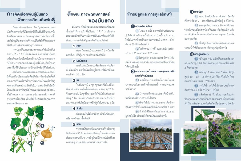 การผลิตเมล็ดพันธุ์มันแกว