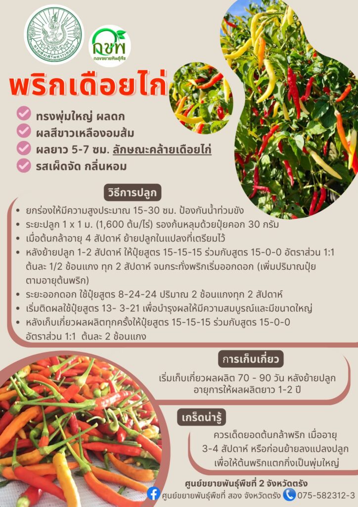 35. พริกเดือยไก่