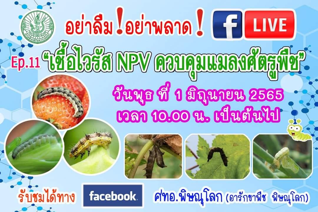 Ep.11 เชื้อไวรัส NPV ควบคุมแมลงศัตรูพืช 