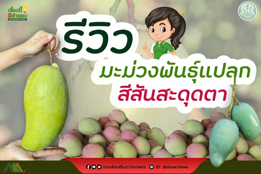 56. รีวิว มะม่วงพันธุ์แปลกสีสันสะดุดตา