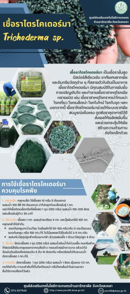 19. เชื้อราไตรโคเดอร์มา