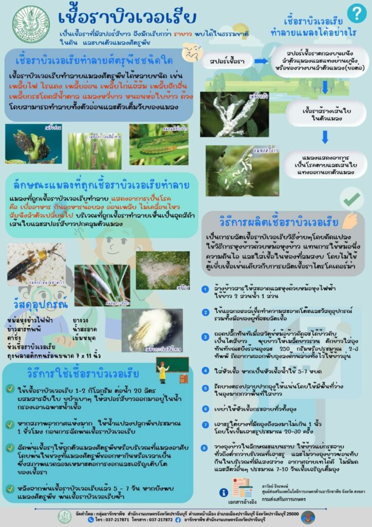 15. เชื้อราบิวเวอเรีย 15. เชื้อราบิวเวอเรีย