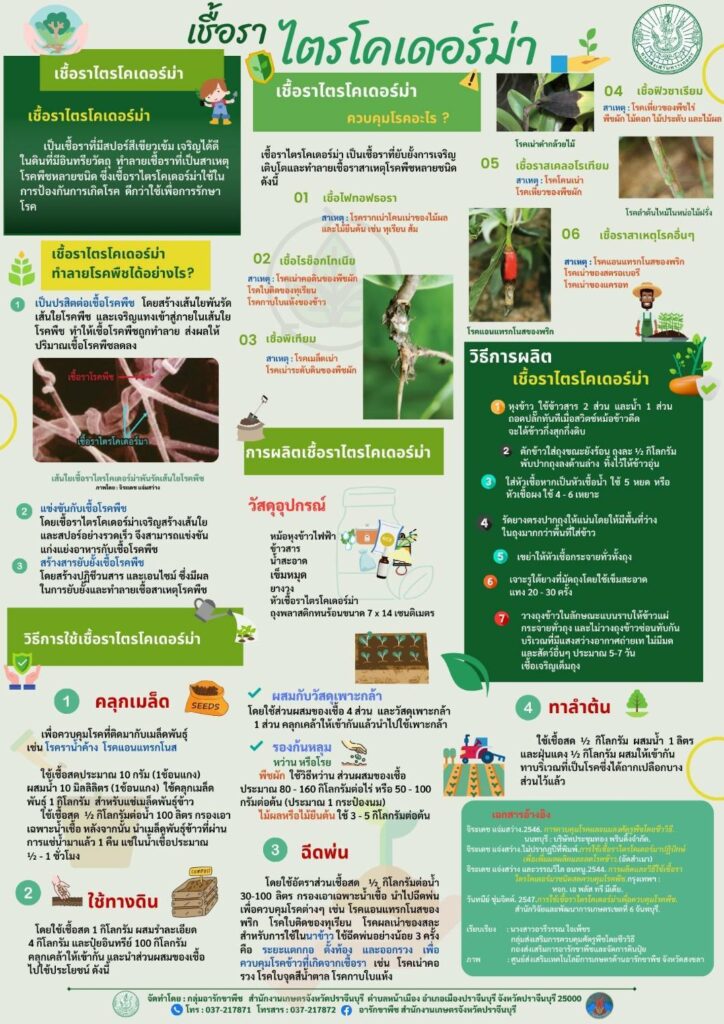 21. เชื้อราไตรโคเดอร์ม่า