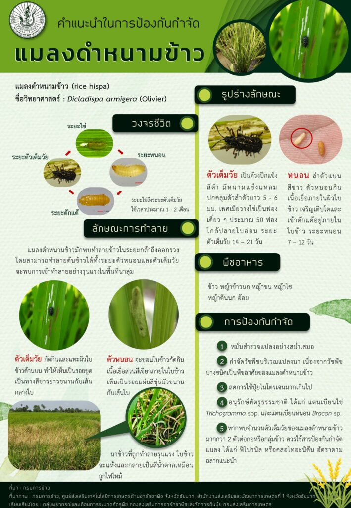 16. แมลงดำหนามข้าว