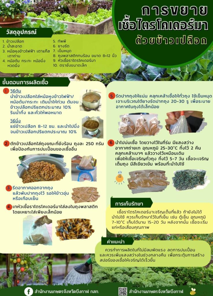 25. การขยายเชื้อไตรโคเดอร์มาด้วยข้าวเปลือก
