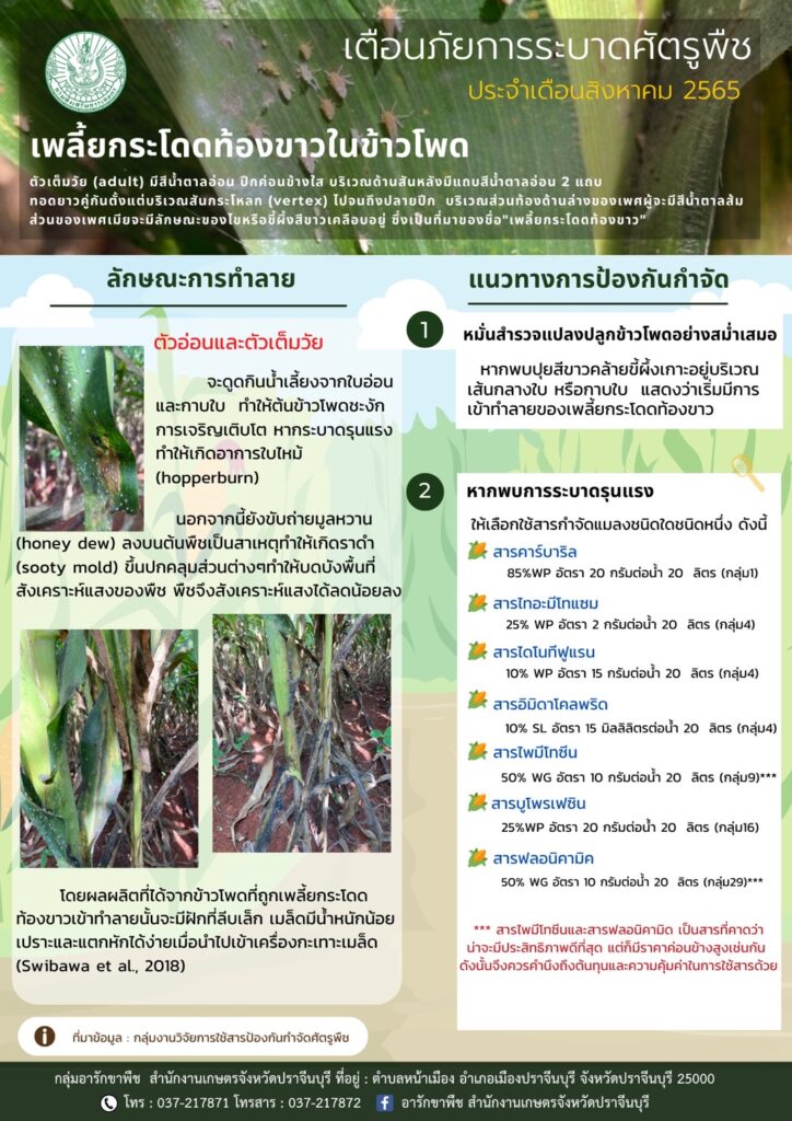 เพลี้ยกระโดดท้องขาวในข้าวโพด