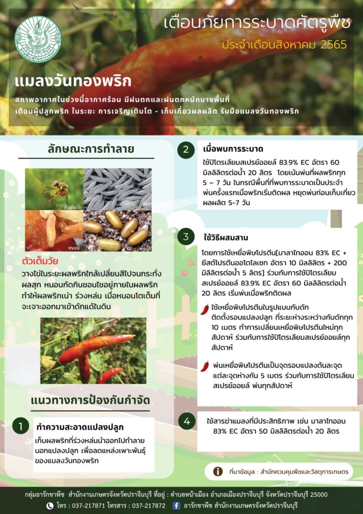 แมลงวันทองพริก แมลงวันทองพริก