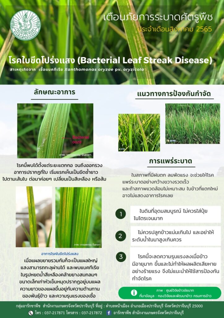 โรคใบขีดโปร่งแสง