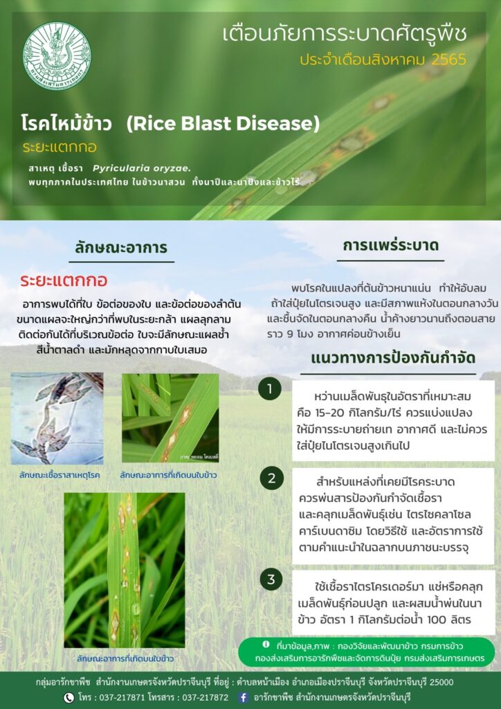 โรคไหม้ข้าว (Rice Blast Disease)