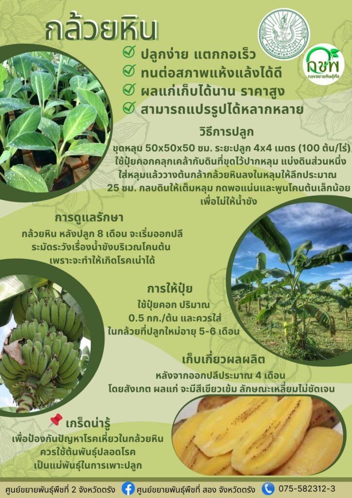 61. กล้วยหิน
