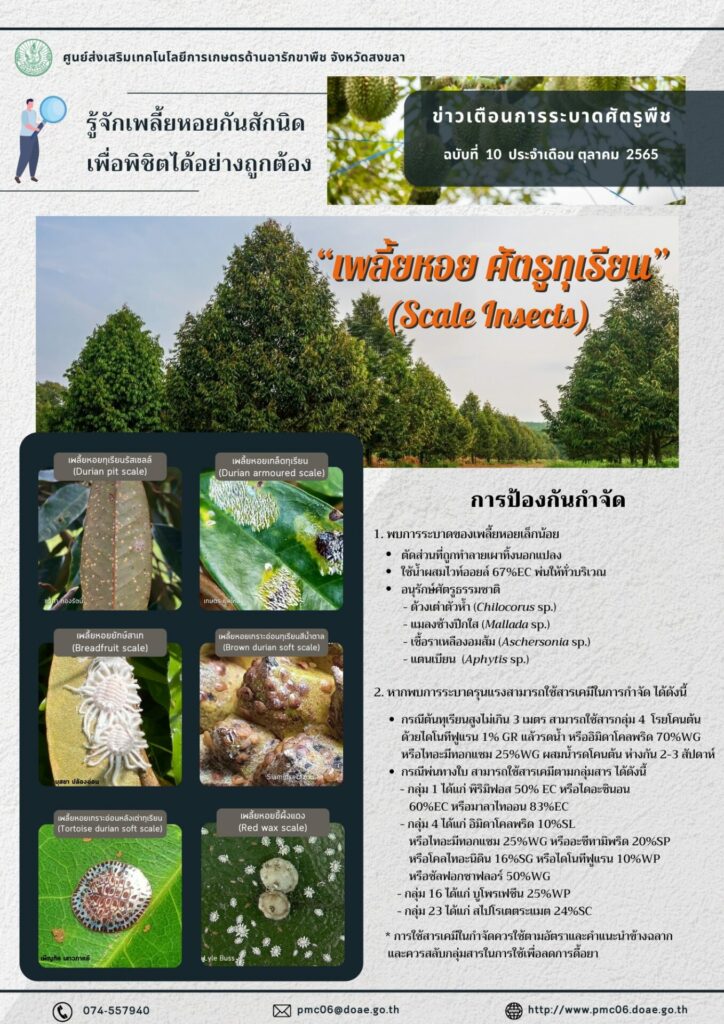 เพลี้ยหอย ศัตรูทุเรียน (Scale Insects)