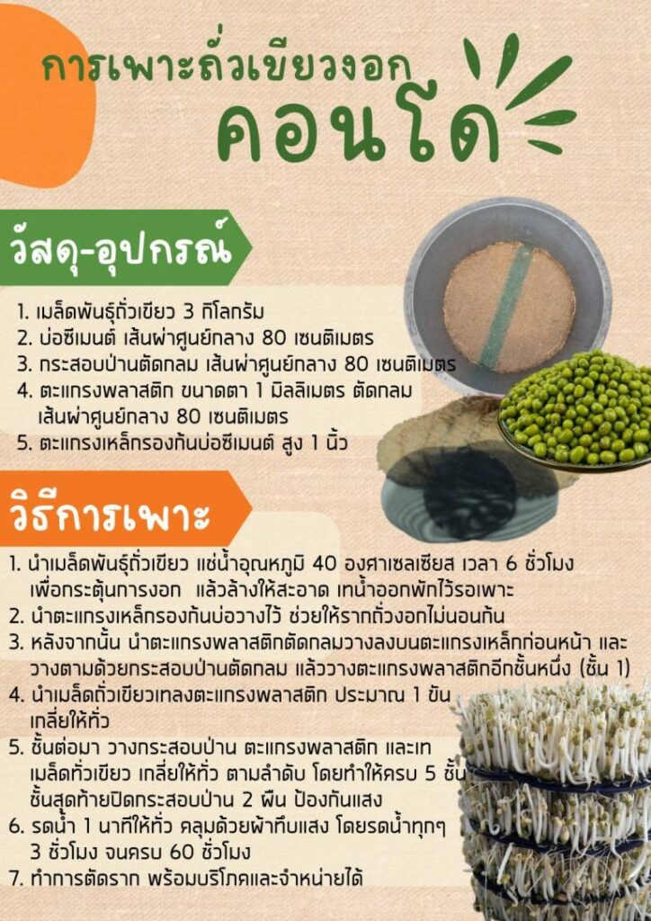 41. การเพาะถั่วเขียวงอกคอนโด 41. การเพาะถั่วเขียวงอกคอนโด
