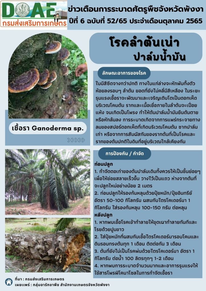 โรคลำต้นเน่าปาล์มน้ำมัน