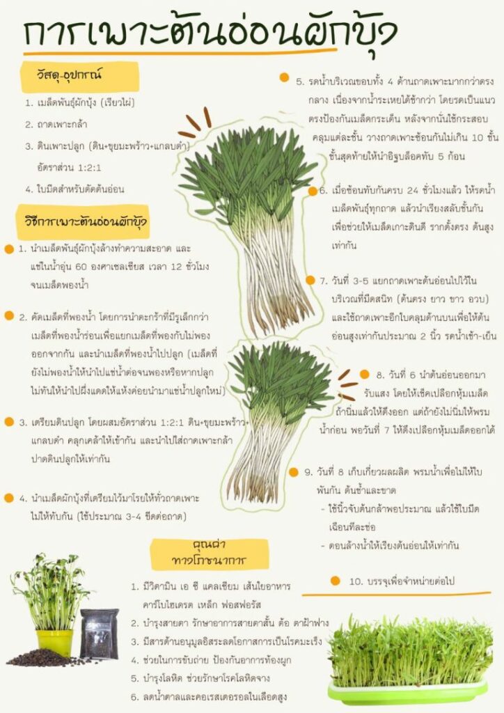 42. การเพาะต้นอ่อนผักบุ้ง