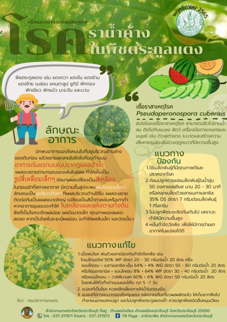 โรคราน้ำค้างในพืชตระกูลแตง