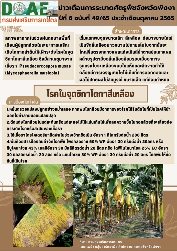 โรคใบจุดซิกาโตกาสีเหลือง โรคใบจุดซิกาโตกาสีเหลือง