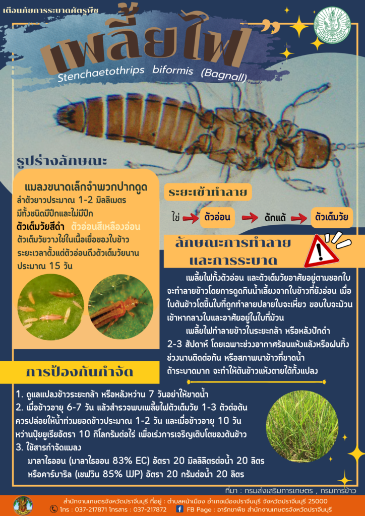 เพลี้ยไฟ