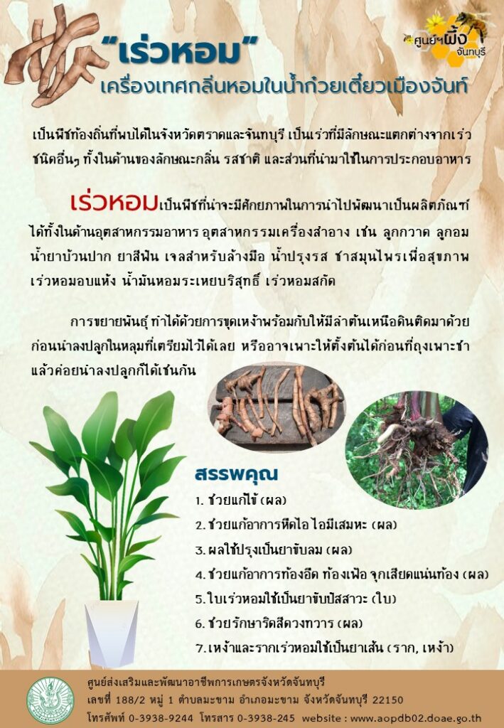 43. เร่วหอม