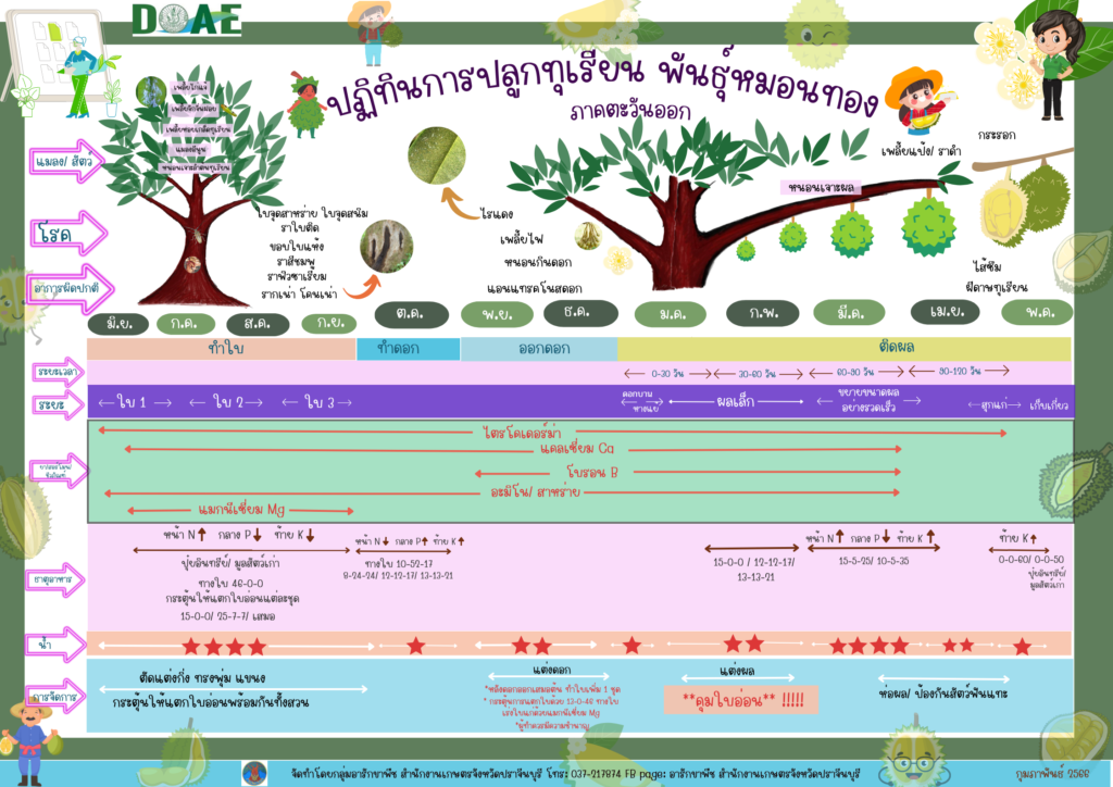 66. ปฏิทินการปลูกทุเรียนพันธุ์หมอนทอง 66. ปฏิทินการปลูกทุเรียนพันธุ์หมอนทอง