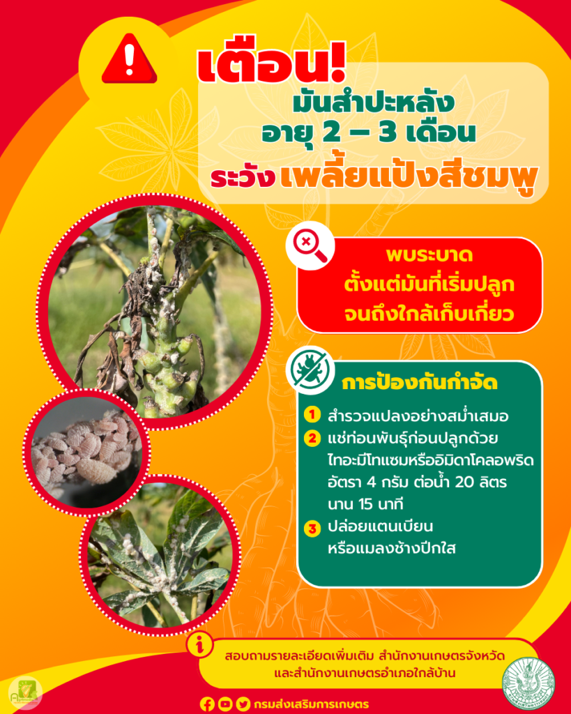 เพลี้ยแป้งสีชมพู เพลี้ยแป้งสีชมพู