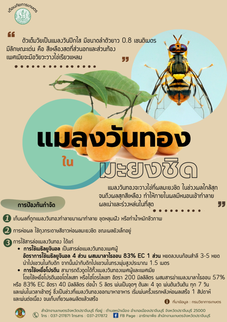 36. แมลงวันทองในมะยงชิด