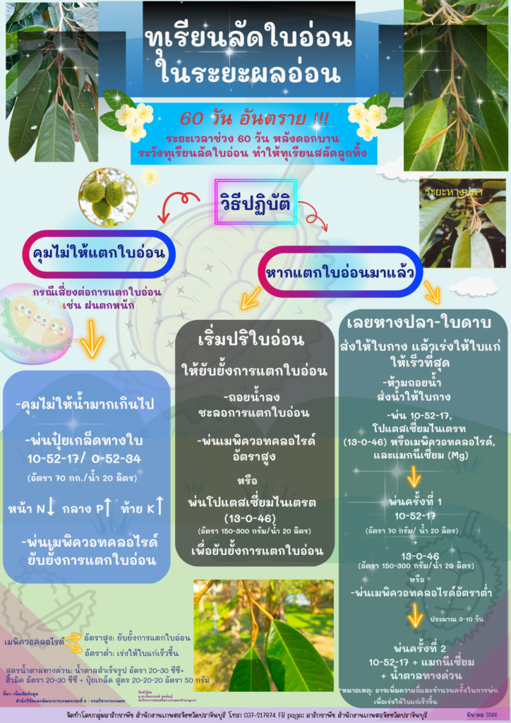 68. ทุเรียนลัดใบอ่อนในระยะผลอ่อน 68. ทุเรียนลัดใบอ่อนในระยะผลอ่อน