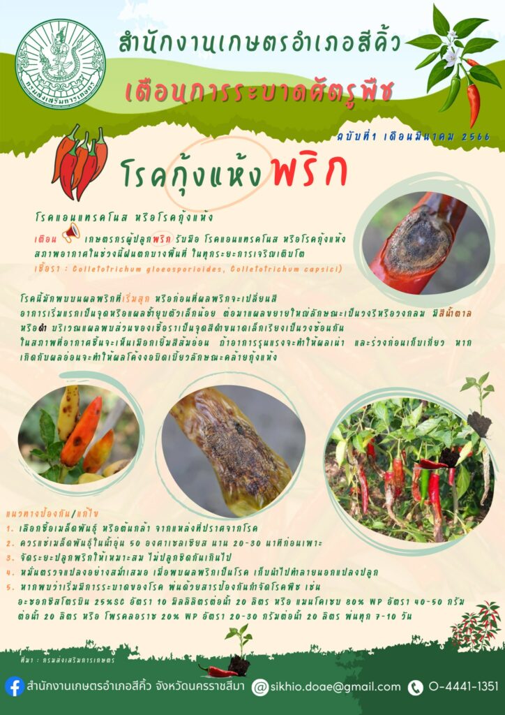 โรคกุ้งแห้งพริก