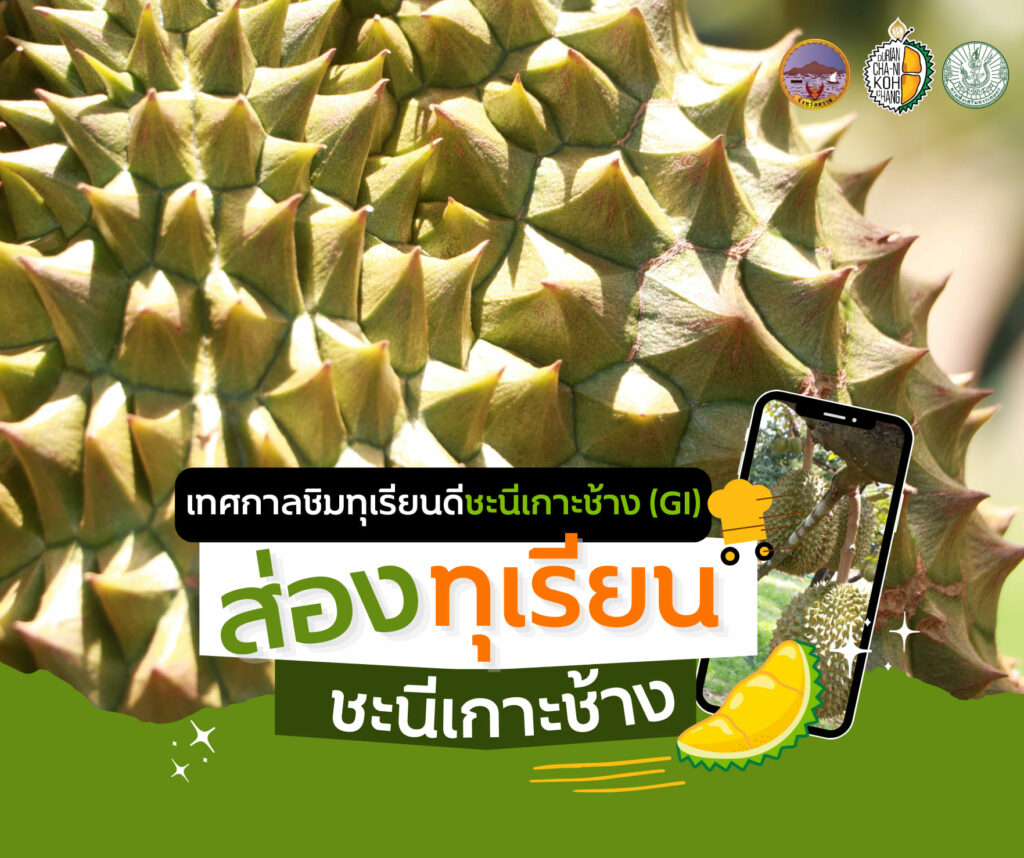 70. ทุเรียนชะนีเกาะช้าง (GI)