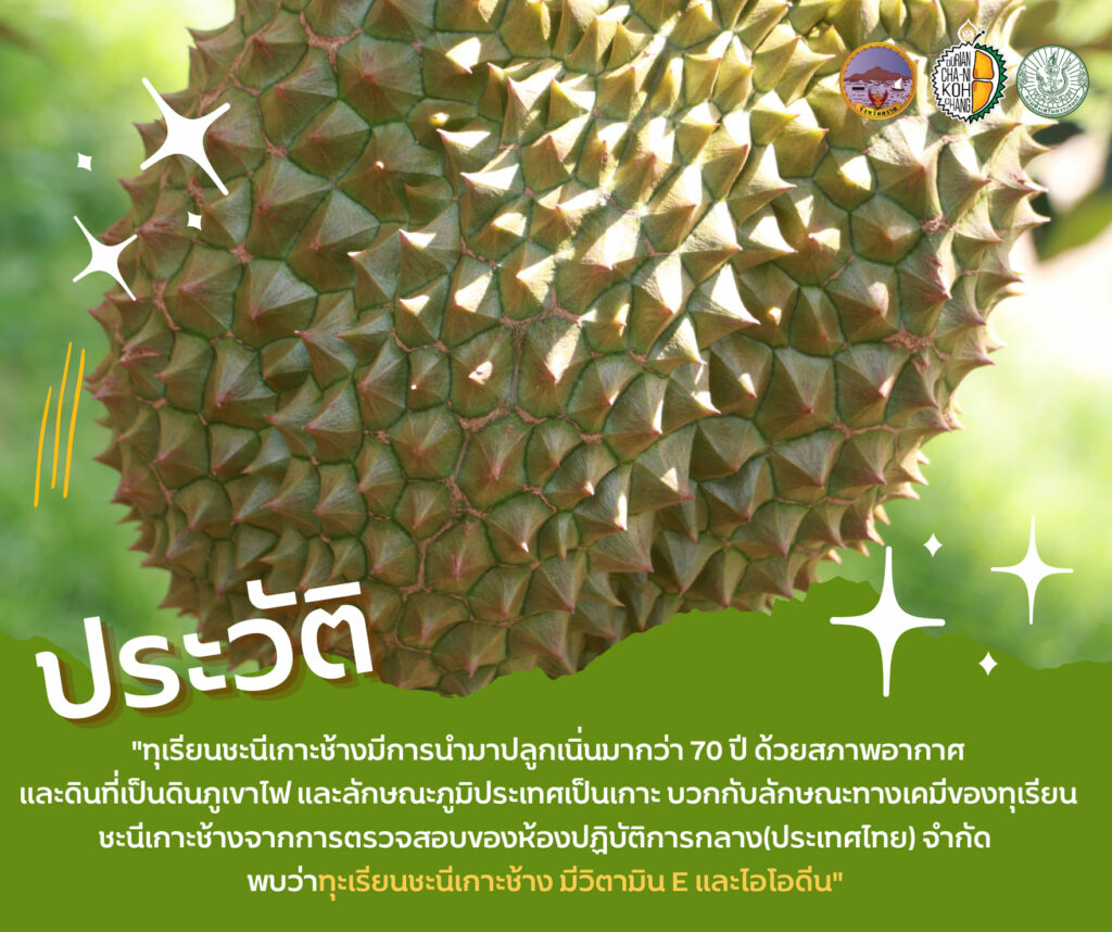 70. ทุเรียนชะนีเกาะช้าง (GI)