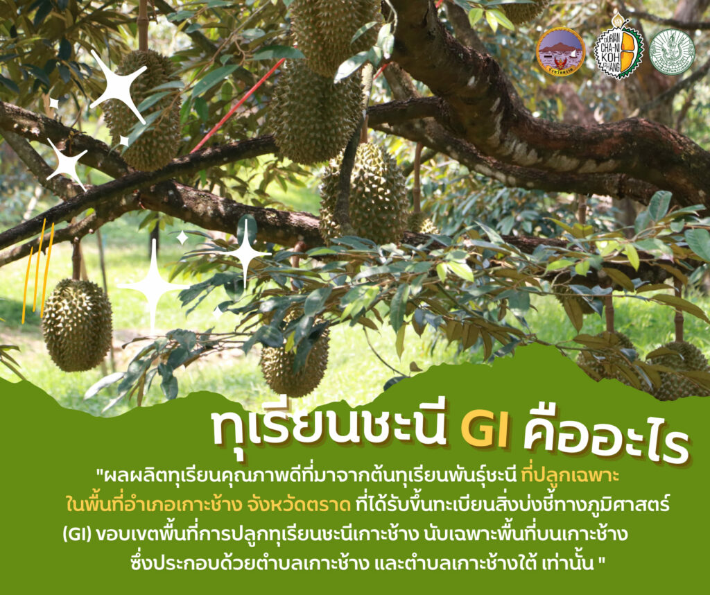 70. ทุเรียนชะนีเกาะช้าง (GI)