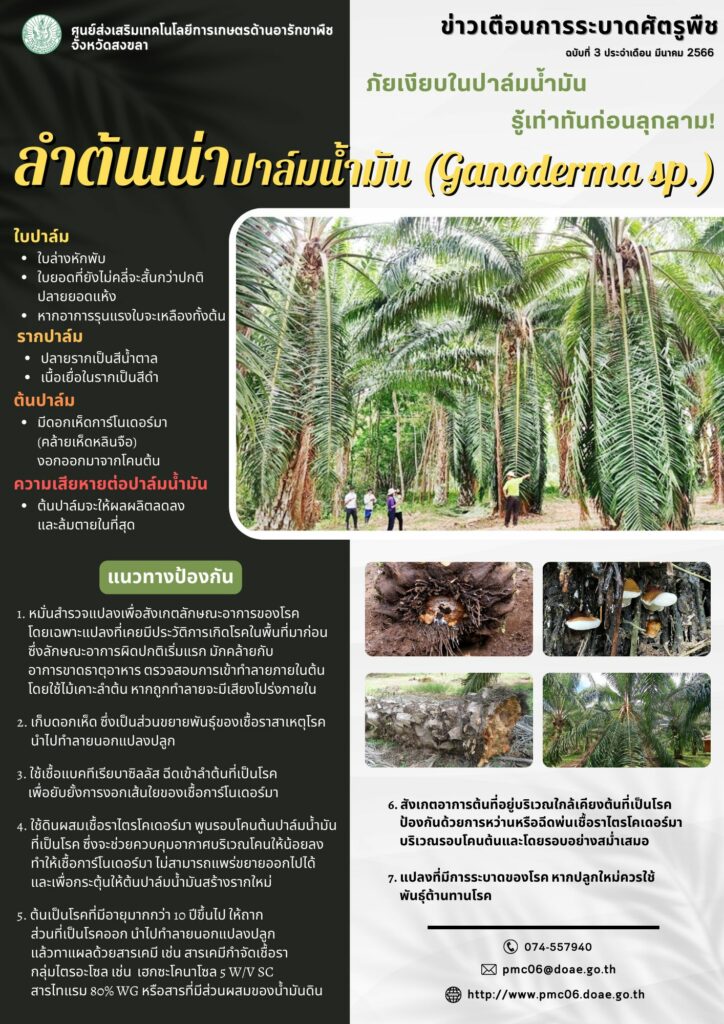 ลำต้นเน่าปาล์มน้ำมัน