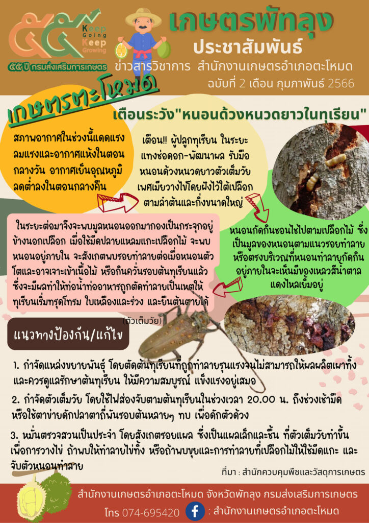 หนอนด้วงหนวดยาวในทุเรียน หนอนด้วงหนวดยาวในทุเรียน