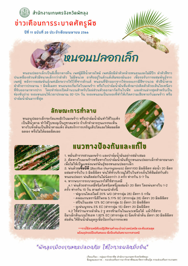 หนอนปลอกเล็ก หนอนปลอกเล็ก