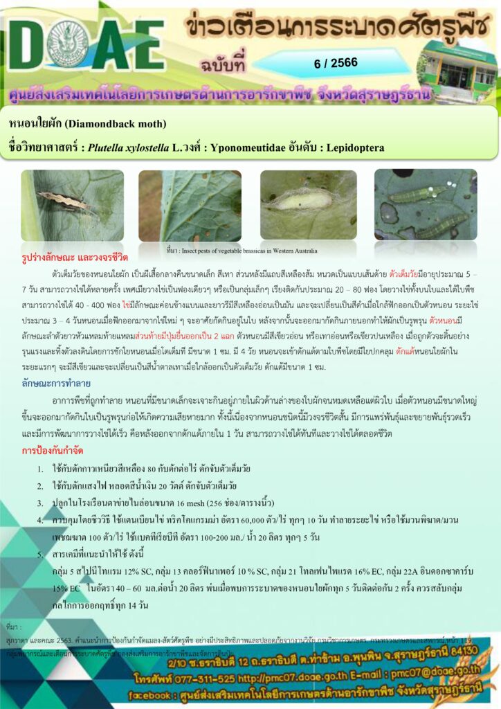 หนอนใยผัก