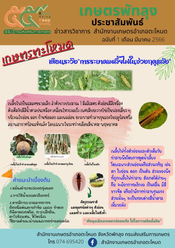 การระบาดเพลี้ยไฟในช่วงฤดูแล้ง