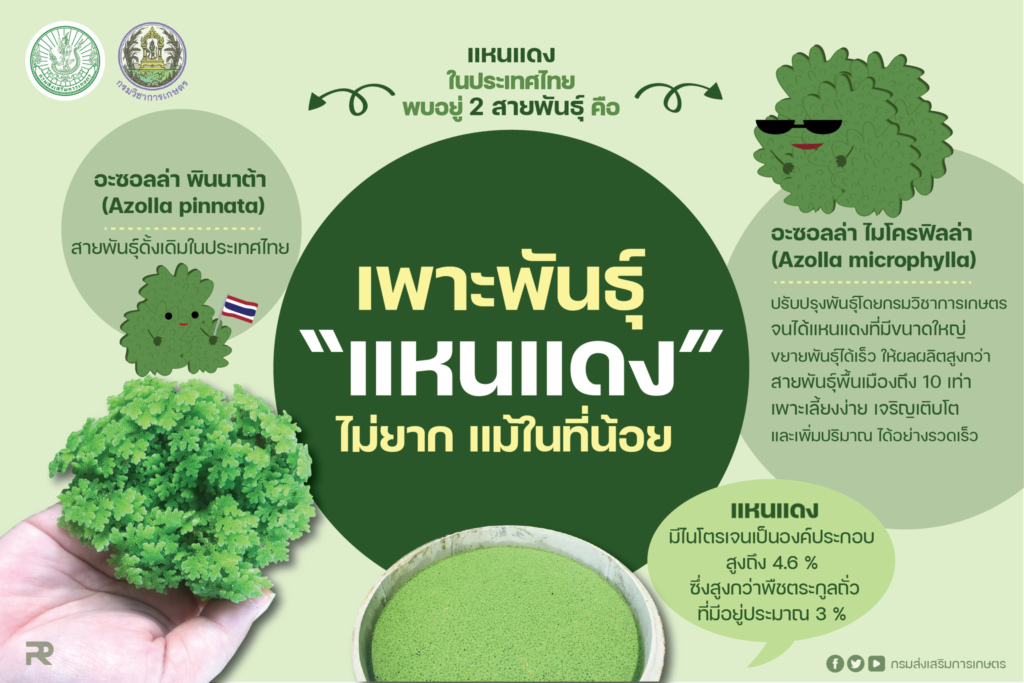22. เพาะพันธุ์ "แหนแดง" ไม่ยาก แม้ในที่น้อย 22. เพาะพันธุ์ "แหนแดง" ไม่ยาก แม้ในที่น้อย