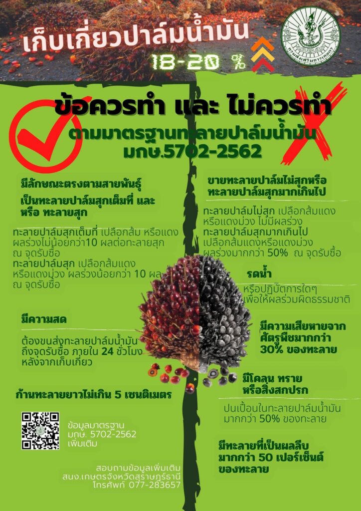 15. เก็บเกี่ยวปาล์มน้ำมัน ข้อควรทำและไม่ควรทำ 15. เก็บเกี่ยวปาล์มน้ำมัน ข้อควรทำและไม่ควรทำ