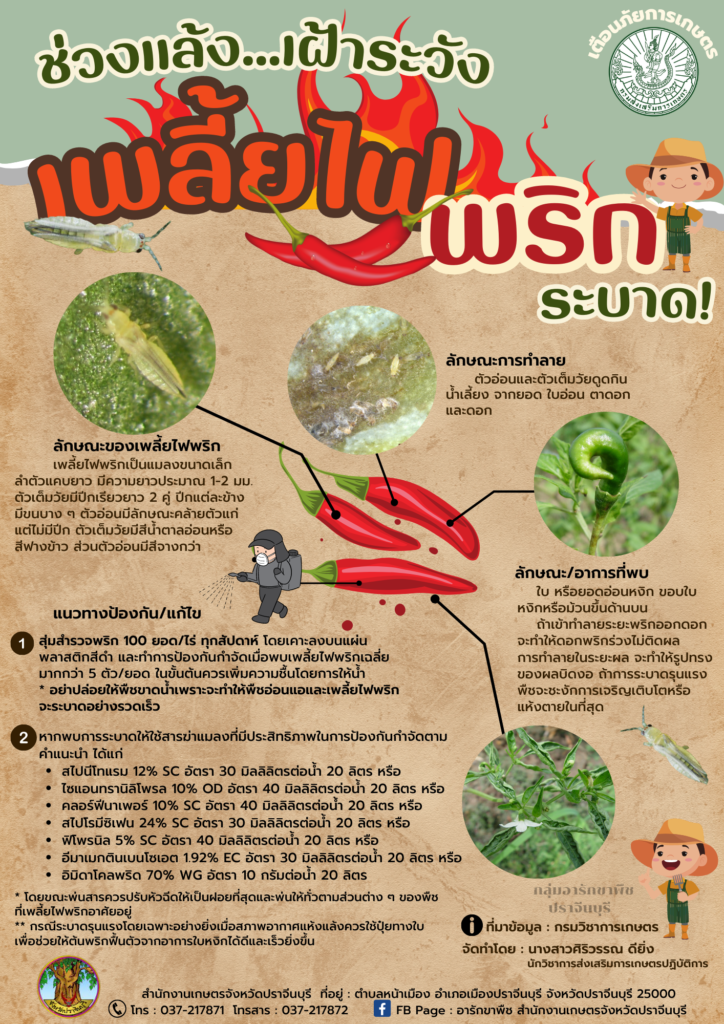 เพลี้ยไฟพริกระบาด เพลี้ยไฟพริกระบาด