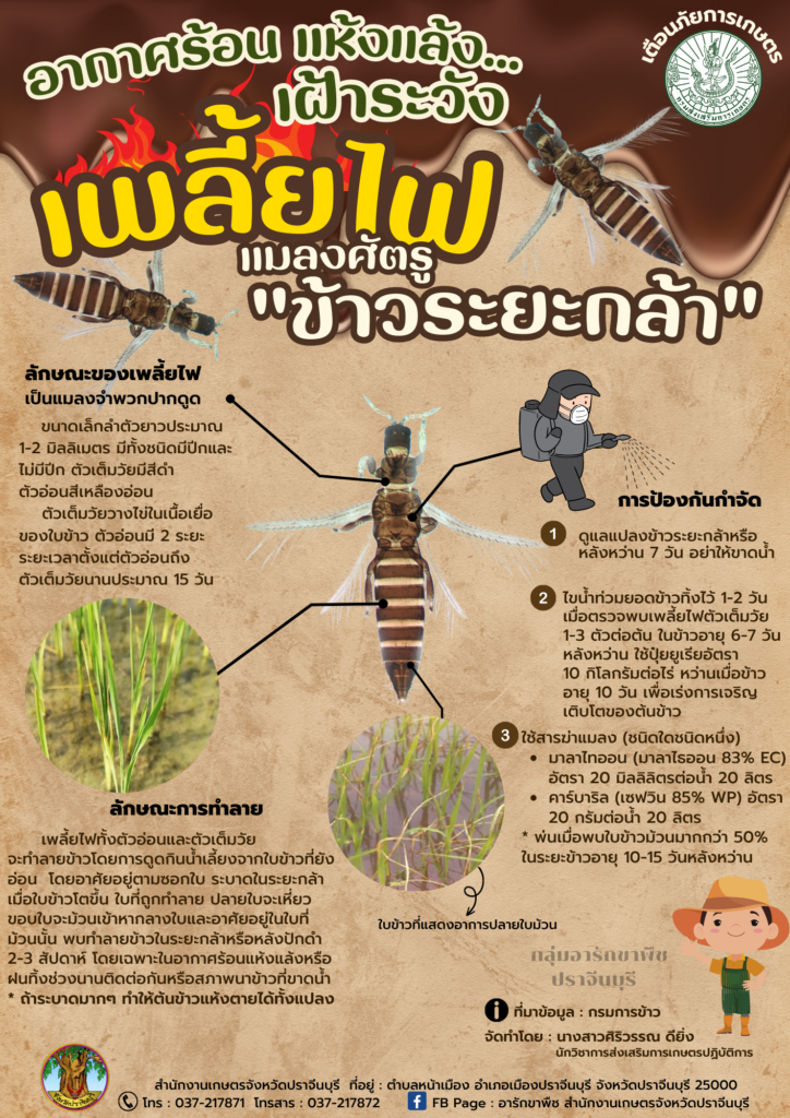 62. เพลี้ยไฟ แมลงศัตรู "ข้าวระยะกล้า"