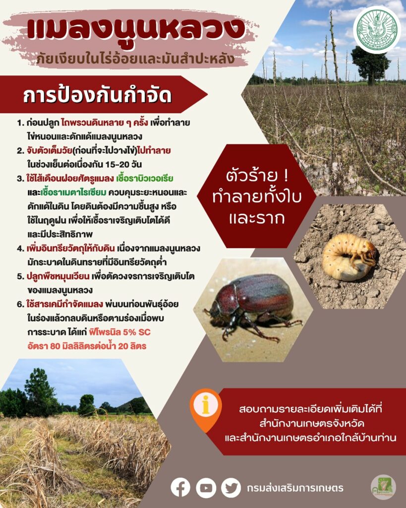 53. แมลงนูนหลวง