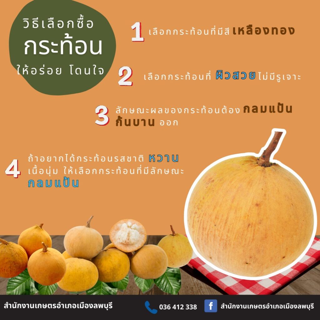 73. วิธีเลือกซื้อกระท้อน ให้อร่อย โดนใจ